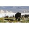Woolly Mammoths And Woolly Rhinos In A Prehistoric Landscape Poster Print